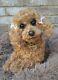 13 Ooak Artist Pose Able Poodle Cockapoo Puppy Dog Stuffed Animal Art Doll