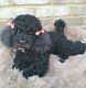 13 Ooak Very Pose Able Realistic Black Poodle Puppy Dog Soft Sculpture