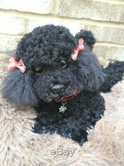 13 OOAK very pose able realistic black Poodle puppy dog soft sculpture