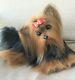 14.5 Ooak Artist Pose Able Life Size Yorkie Yorkshire Terrier Puppy Dog