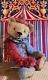 20 Ooak 2021 Gorgeous, Large Harlequin Teddy Bear Clown By Beardsley Bears