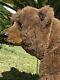 23x 18x 20 Mohair Realistic Bear Cub Otto By Michael J. Woessner