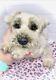 Artist Ooak Realistic Schnauzer Puppy Dog Diamond Collector Stuffed Animal