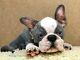 Boston Terrier Puppy/dog 18,5 In(47 Cm) Realistic Toy