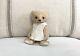 Charming Antique Style Ooak Handmade Mohair Teddy Bear By Vivianne Galli