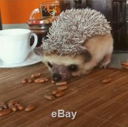 Hedgehog felted hedgehog