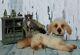 Needle Felted Realistic Dog, Handmade, Srtistmade Ooak Collectible Dog Toy