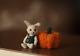 Ooak Bunny Miniature Artist Halloween Rabbit Handmade Toy Doll House Kamilakw
