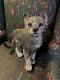 Ooak Life-size Needle-felted Wool Cat Artist Sculpture Collector Stuffed Animal