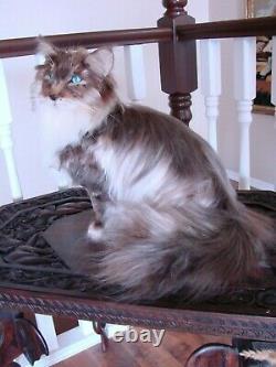 OOAK Realistic Artist Needle Felted Beautiful Long Haired Cat Handmade Wool Silk