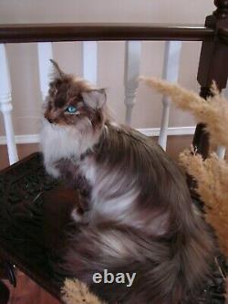 OOAK Realistic Artist Needle Felted Beautiful Long Haired Cat Handmade Wool Silk