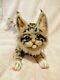 Ooak Realistic Maine Coon Kitten Cat Artist Handmade Plush Toy Posable Brand New