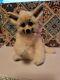 Ooak Handmade Realistic Fennec Fox Animal By Angelica Holm Excellent Condition