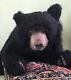 Pawtrait Bears Ooak Realistic Black Bear Cole / Design By Brigitte Smith