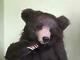 Pawtrait Bears Ooak Realistic Brown Bear, Richmond Designed By Brigitte Smith