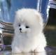 Pomeranian Spitz Puppy Cream Realistic Stuffed Dog Collectible Artist Toy Ooak
