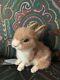 Rare Vintage 2011 Stevie T Bunny Realistic Artist Collector Animalmint