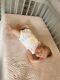 Reborn Baby Girl Doll Bonita Coa Phil Donnelly By Uk Artist Sara Jeffery Newborn