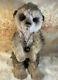 Seeker Retired Mohair By Isabelle Lee 12 Inches Standing Meercat Fabulous