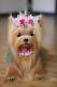 Yorkshire Terrier. Size 38cm. Realistic Toy. Dog. Puppy