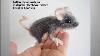 Handmade Wool Ooak Mouse Needle Felted Art Animal Par Caroline Boonstra