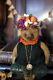 Katya Panayis Uk Art Dolls Bears Adorable Ms. Pumpkin Ooak Artist Bear<br/>les Adorables Ours En Peluche Artistiques De Katya Panayis Au Royaume-uni : Mlle Pumpkin Ooak