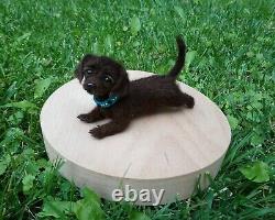 Labrador Retriever Dog Sculpture Miniature Felted Réaliste Pet Par Yana Fedorova