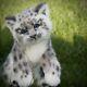 Main Réaliste Cub Snow Leopard / Chat / Chaton En Peluche Ooak (27cm)