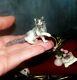 Ooak 112 Cat Réaliste Miniature Sculptée À La Main Maison De Poupée Igma Par Artiste